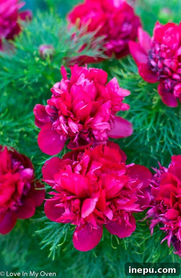 A Decade of Thursday Insights 2 japanese peony
