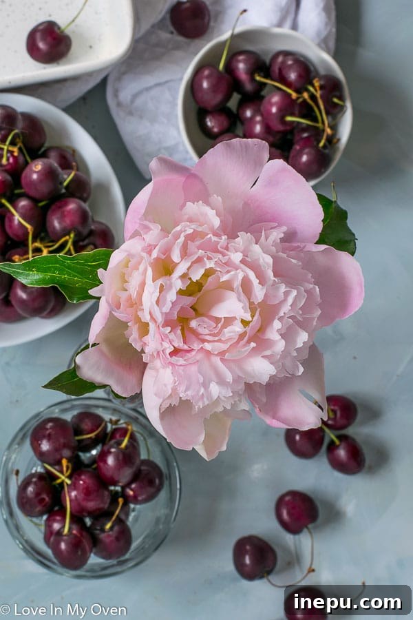 Freshly picked cherries from Kelowna, vibrant and ready for baking or snacking.