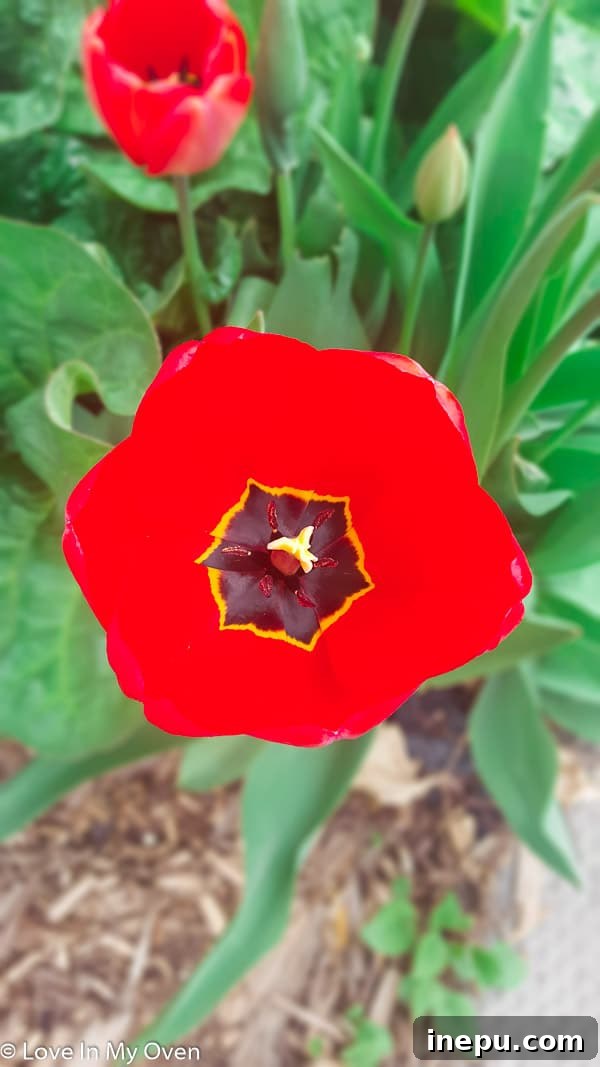 Thursday's Ten Takeaways 2 A vibrant tulip, symbolizing fresh beginnings and the beauty of spring.