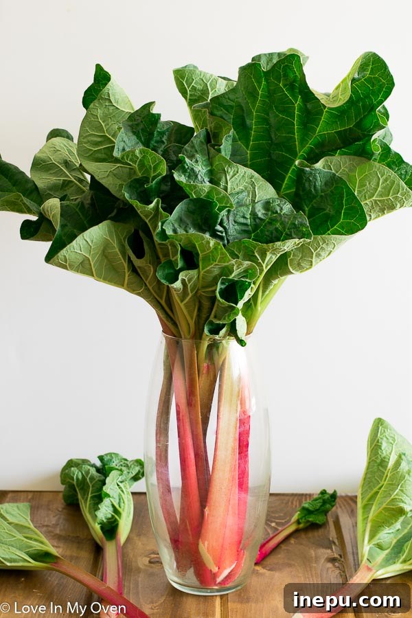 Thursday's Ten Takeaways 4 Freshly picked rhubarb stalks, indicating a harvest or a new recipe.